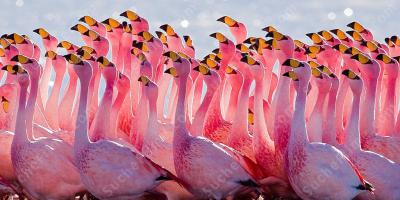 Flamingo filme