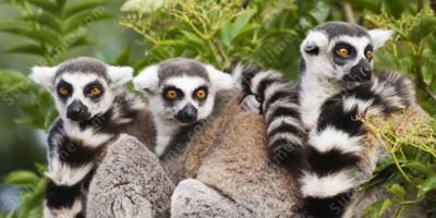 Lemur filme
