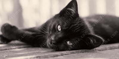 schwarze Katze filme