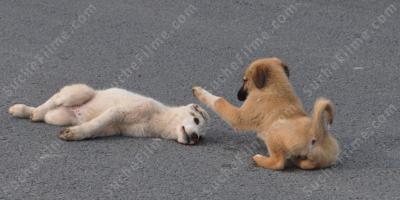 Hund von Auto angefahren filme