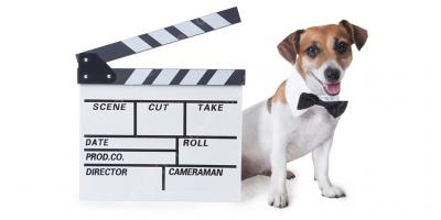 Hund Schauspieler filme