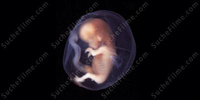 Embryo filme