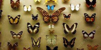 Schmetterlingssammlung filme