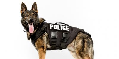 Polizeihund filme