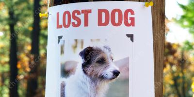 verlorener Hund filme