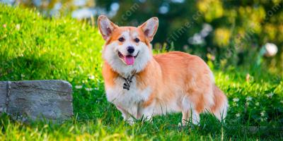 Corgi filme