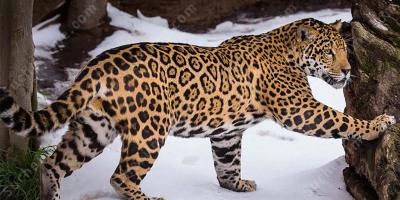 Jaguar filme