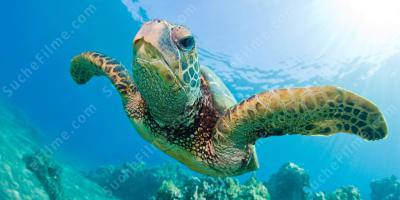 Meeresschildkröte filme