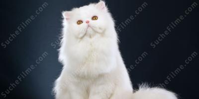 weiße Katze filme
