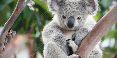 Koala filme