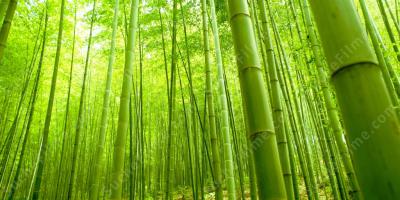 Bambus filme