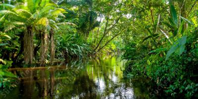 Tropenwald des Amazonas filme