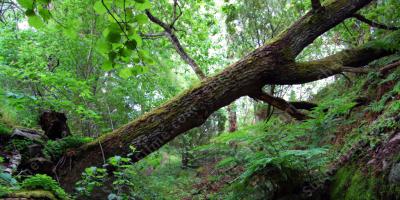 fallender Baum filme