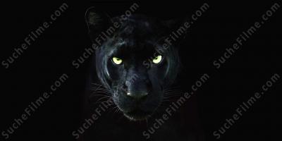 schwarzer Panther filme